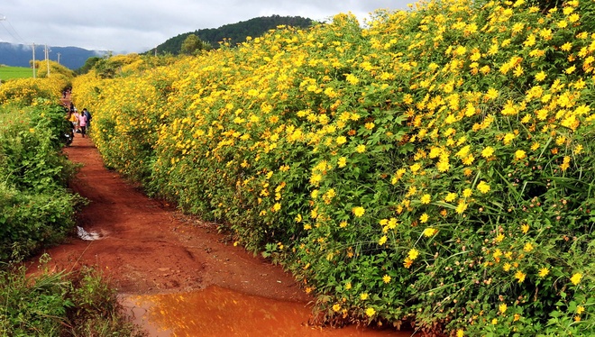 Yellow heliopsis flowers in highlands region